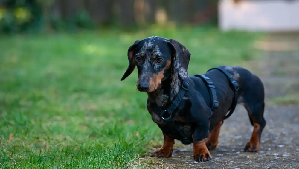 Perro salchicha en el césped
