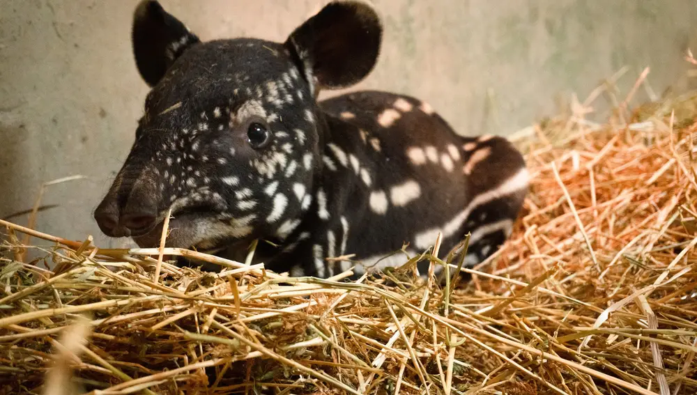 Cría de tapir malayo