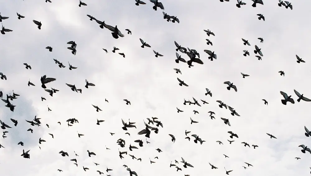 Pájaros volando