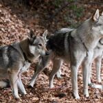 Los ganaderos podrán recibir hasta 4.500 euros para instalar medidas de protección frente a lobos ibéricos
