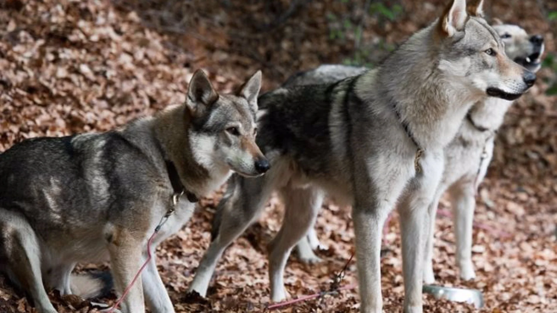 Los ganaderos podrán recibir hasta 4.500 euros para instalar medidas de protección frente a lobos ibéricos