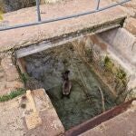 Rescatan un corzo que se había caído a un canal de abastecimiento de agua en el Parque Natural Lagunas de Ruidera