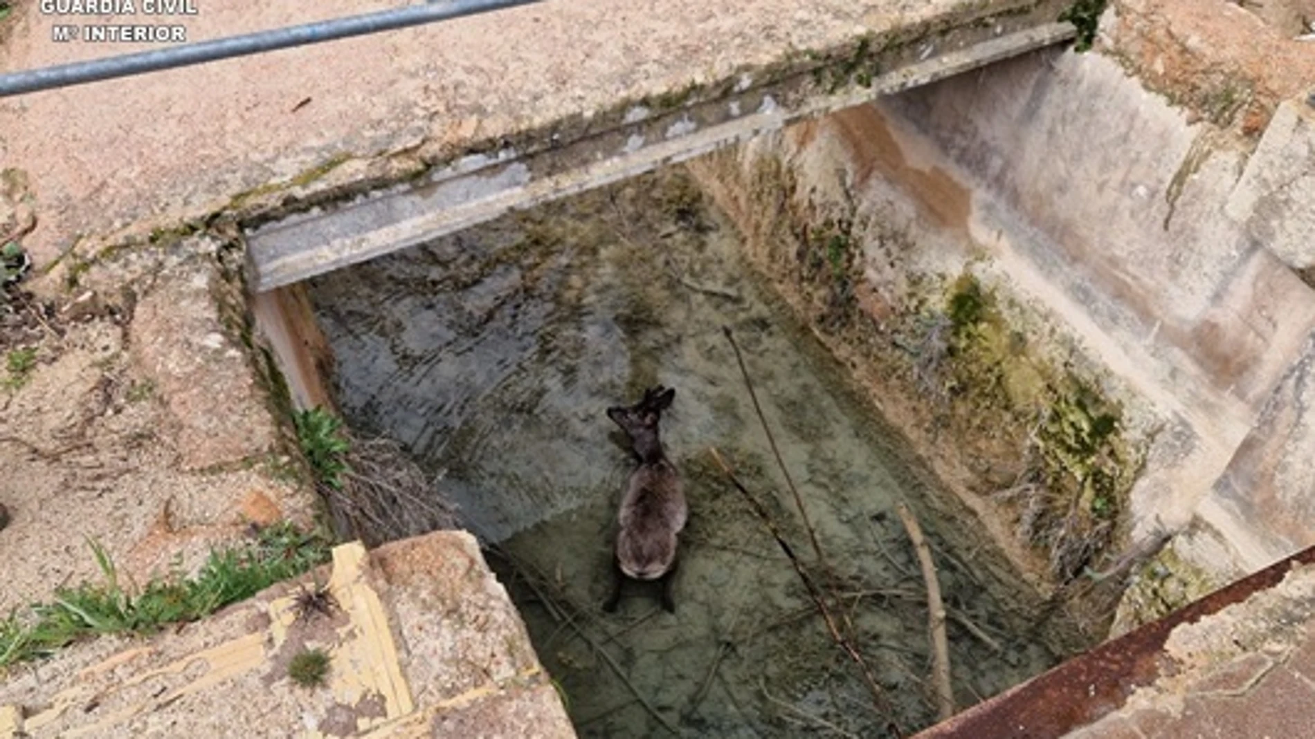 Rescatan un corzo que se había caído a un canal de abastecimiento de agua en el Parque Natural Lagunas de Ruidera