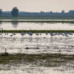 Un grupo de flamencos en la Marisma Gallega de Hinojos (Huelva), ubicada en pleno corazón del Parque de Doñana