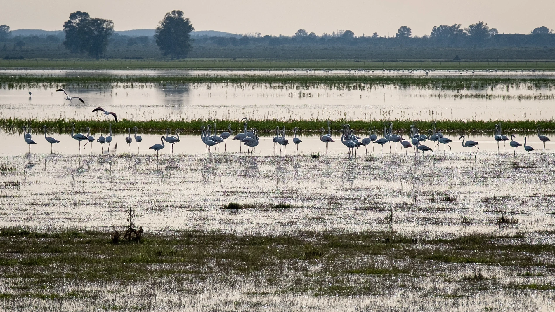 Un grupo de flamencos en la Marisma Gallega de Hinojos (Huelva), ubicada en pleno corazón del Parque de Doñana
