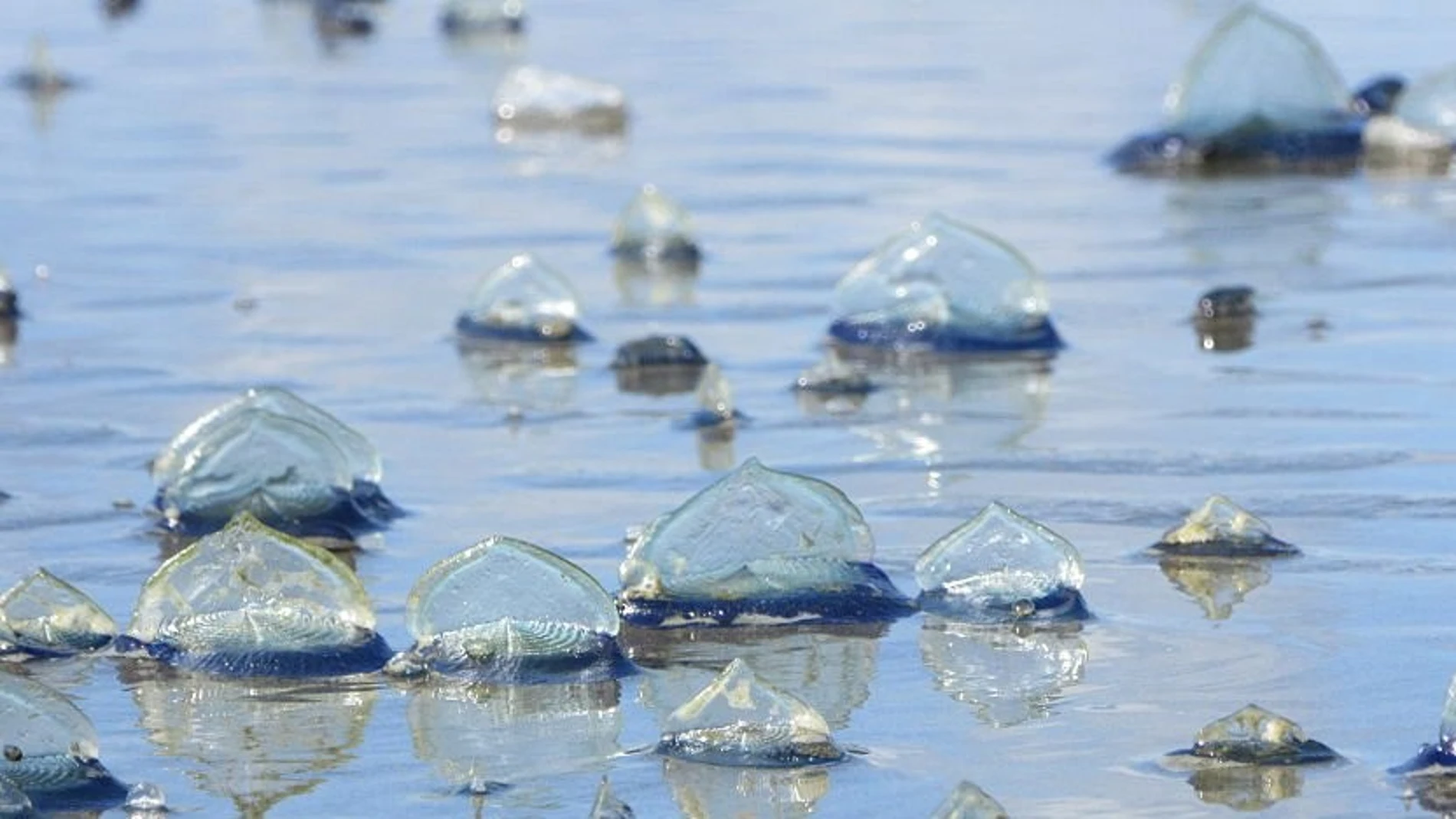 Avalancha de medusas velero: el fenómeno que sorprende en las playas de Baleares