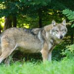 Cantabria publica un BOC extraordinario para la extracción de 41 lobos