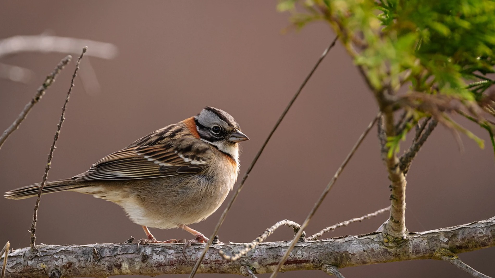 Cómo sobreviven las aves a huracanes, tornados y vientos fuertes