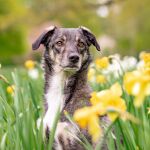 Perro entre las flores