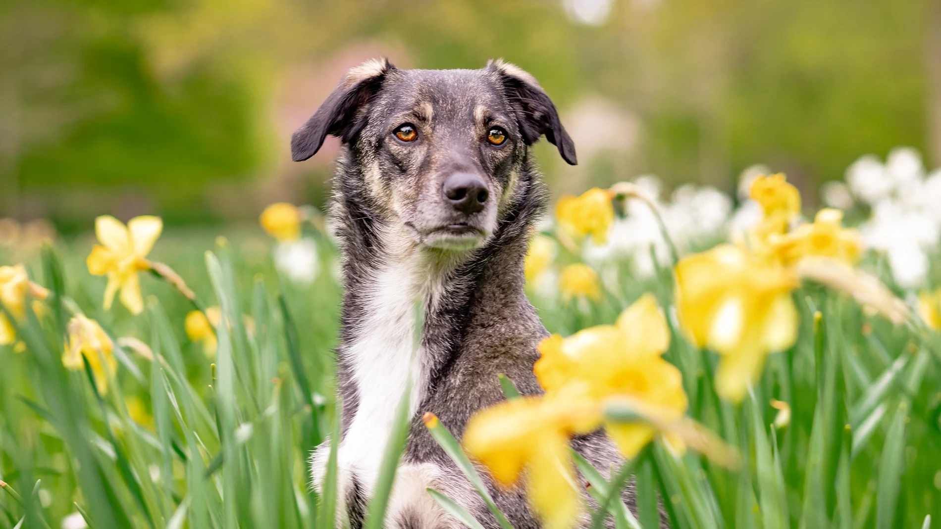 Perro entre las flores