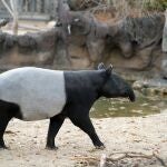 Tapir malayo