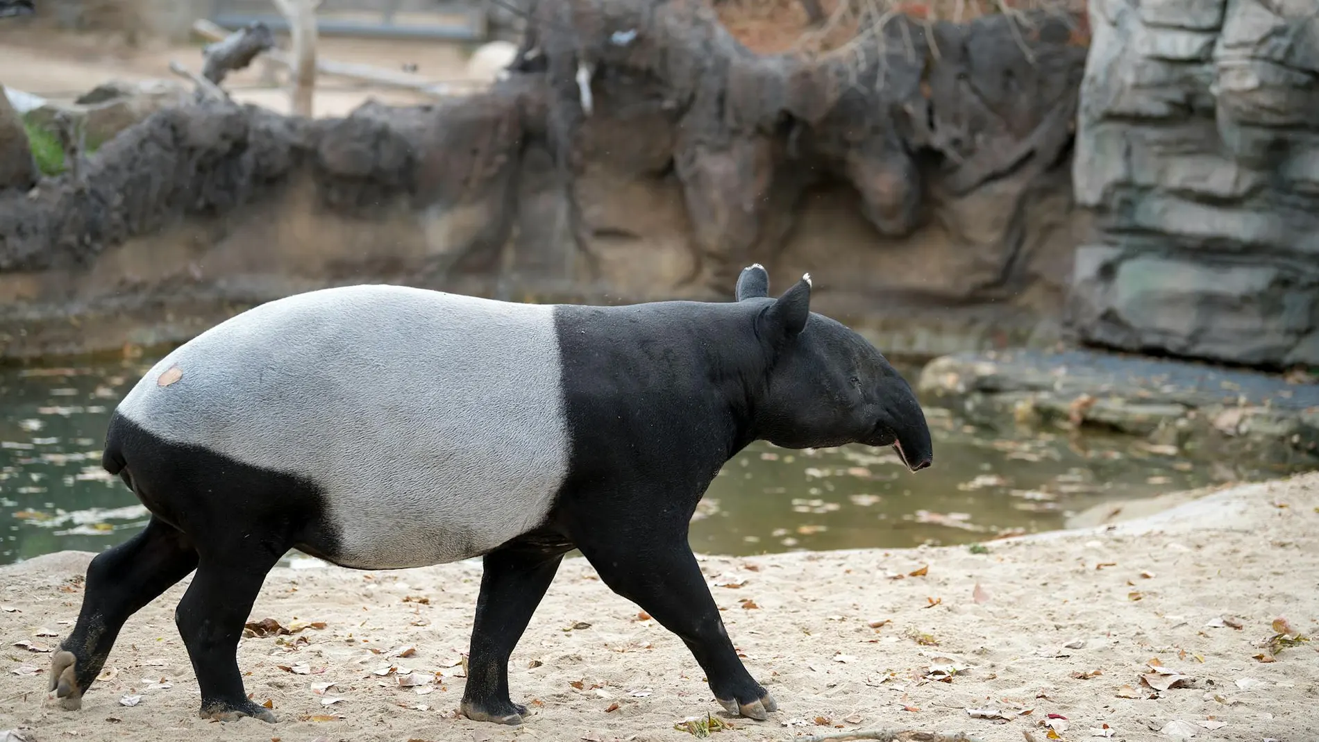 Tapir malayo