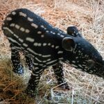 Animal nacido en España
