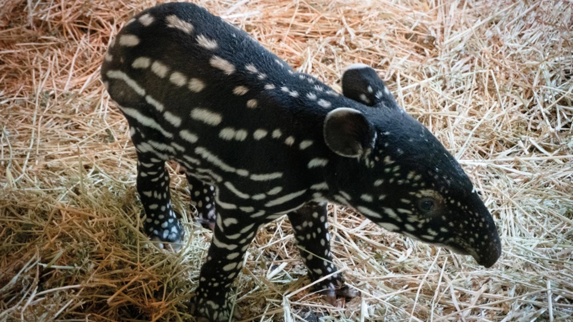 Animal nacido en España