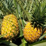 ¿Cómo se llama el 'árbol de la piña'?