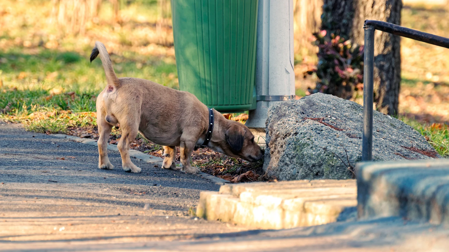 La planta que está creciendo en la aceras y que es venenosa para los perros