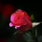 El remedio casero que hace florecer a las rosas en tiempo récord