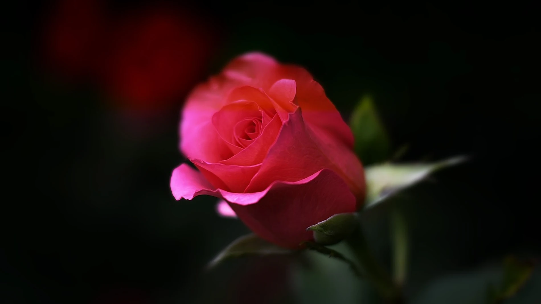 El remedio casero que hace florecer a las rosas en tiempo récord