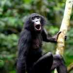 Olive, una madre bonobo primeriza de la comunidad Ekalakala, vocalizando hacia miembros del grupo a distancia.