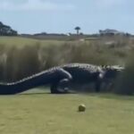 El impactante momento en el que un "caimán dinosaurio" irrumpe en un torneo de Golf