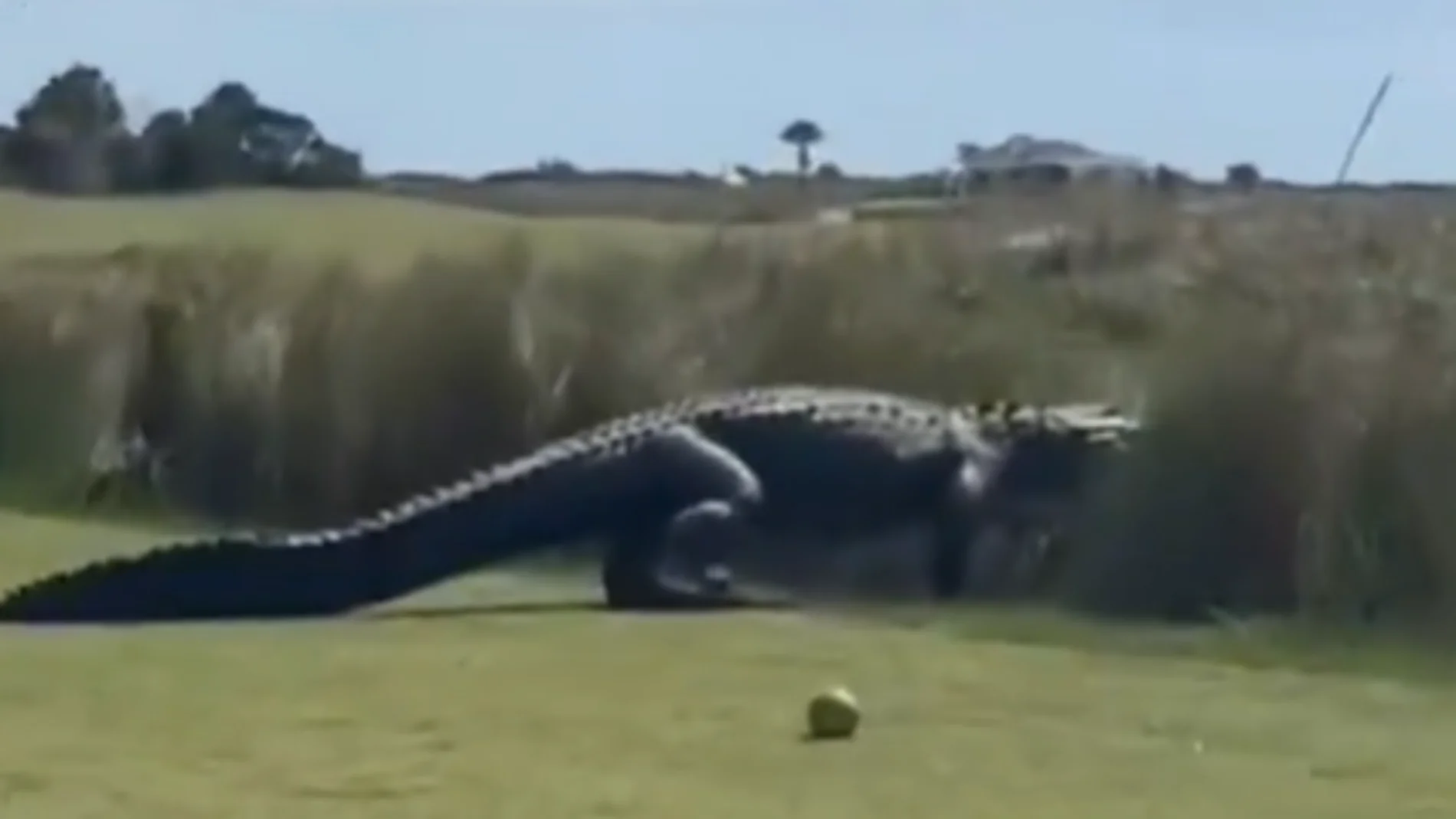 El impactante momento en el que un "caimán dinosaurio" irrumpe en un torneo de Golf