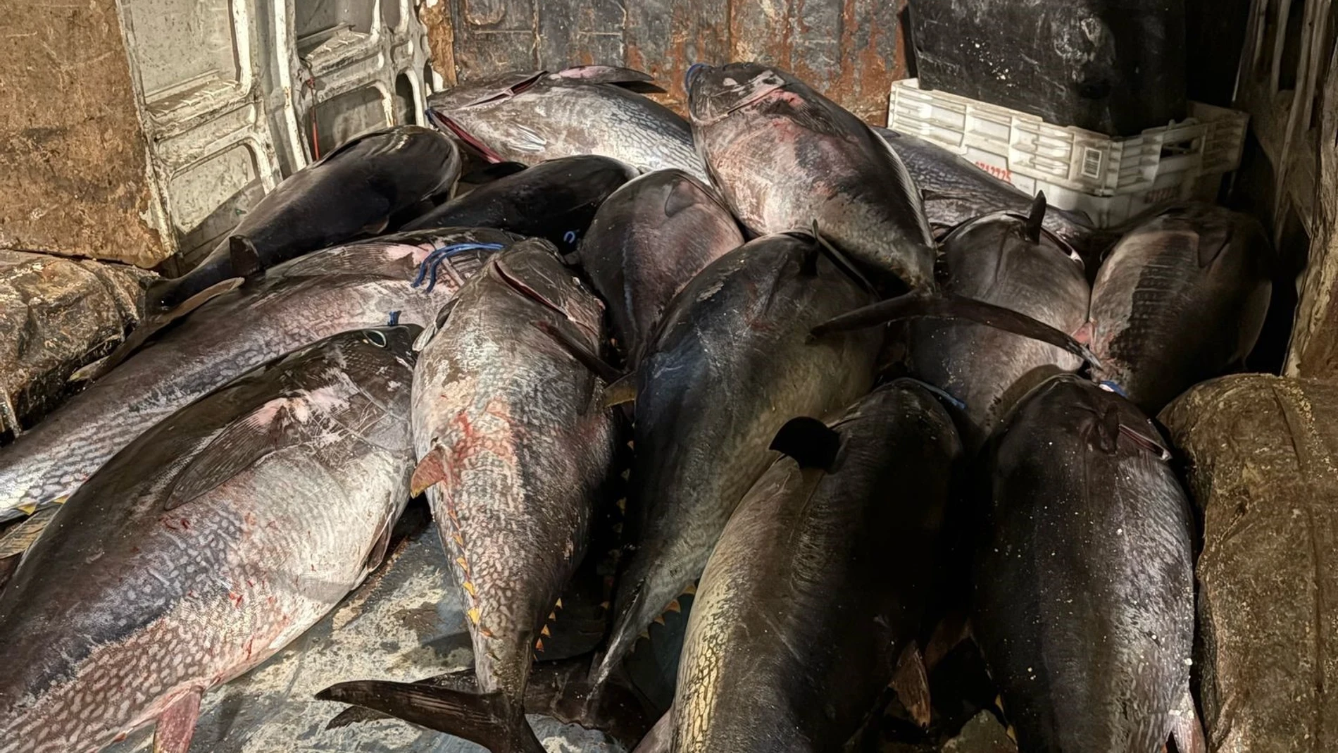 Piezas de atún rojo incautados en el puerto de Tarifa (Cádiz)REMITIDA / HANDOUT por Guardia CivilFotografía remitida a medios de comunicación exclusivamente para ilustrar la noticia a la que hace referencia la imagen, y citando la procedencia de la imagen en la firma03/04/2025