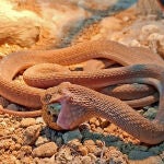 Recuperada una serpiente comedora de huevos hallada en condiciones críticas en Murcia