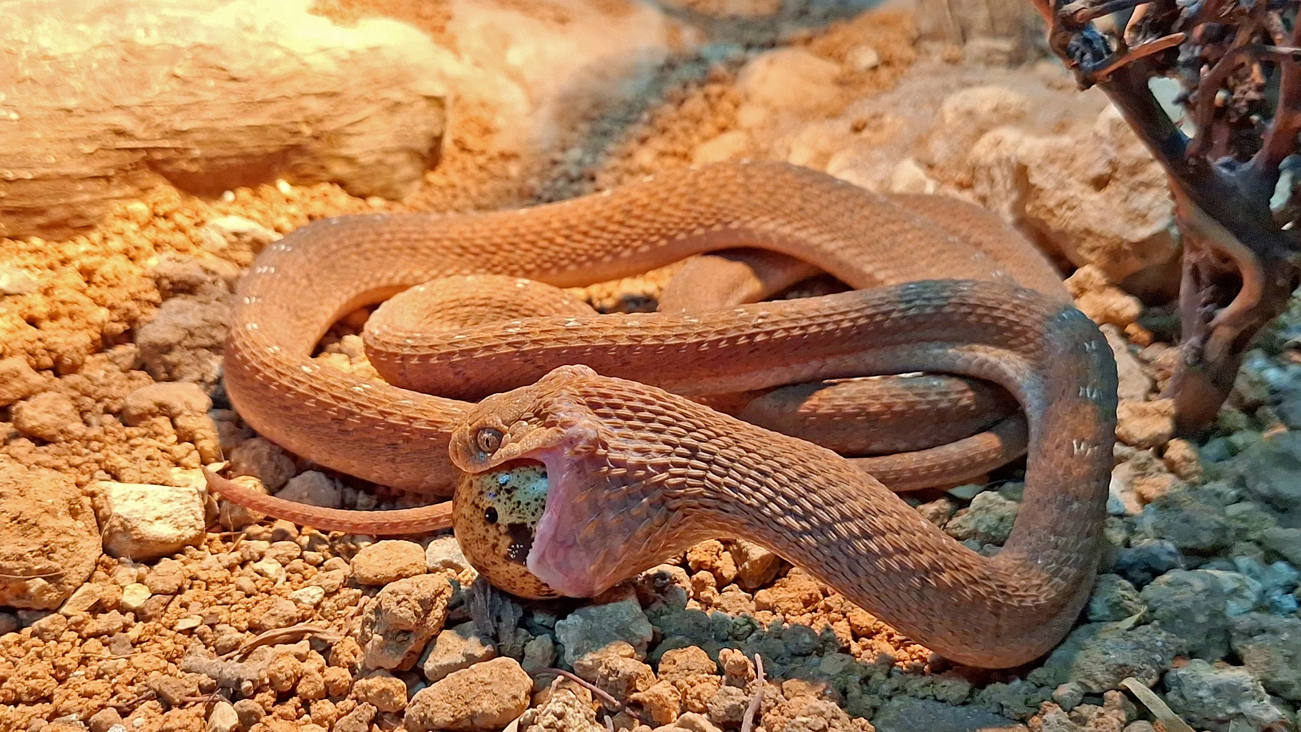 ALICANTE (ESPAÑA), 04/04/2025.- Un ejemplar de una serpiente comedora de huevos (Dasypeltis medici) ha superado un proceso de recuperación veterinaria de más de dos meses en Terra Natura Benidorm tras ser hallada en condiciones críticas en pleno centro urbano de Murcia por un ciudadano, según ha informado este viernes el complejo. EFE/Terra Natura de Benidorm / SOLO USO EDITORIAL/SOLO DISPONIBLE PARA ILUSTRAR LA NOTICIA QUE ACOMPAÑA (CRÉDITO OBLIGATORIO)