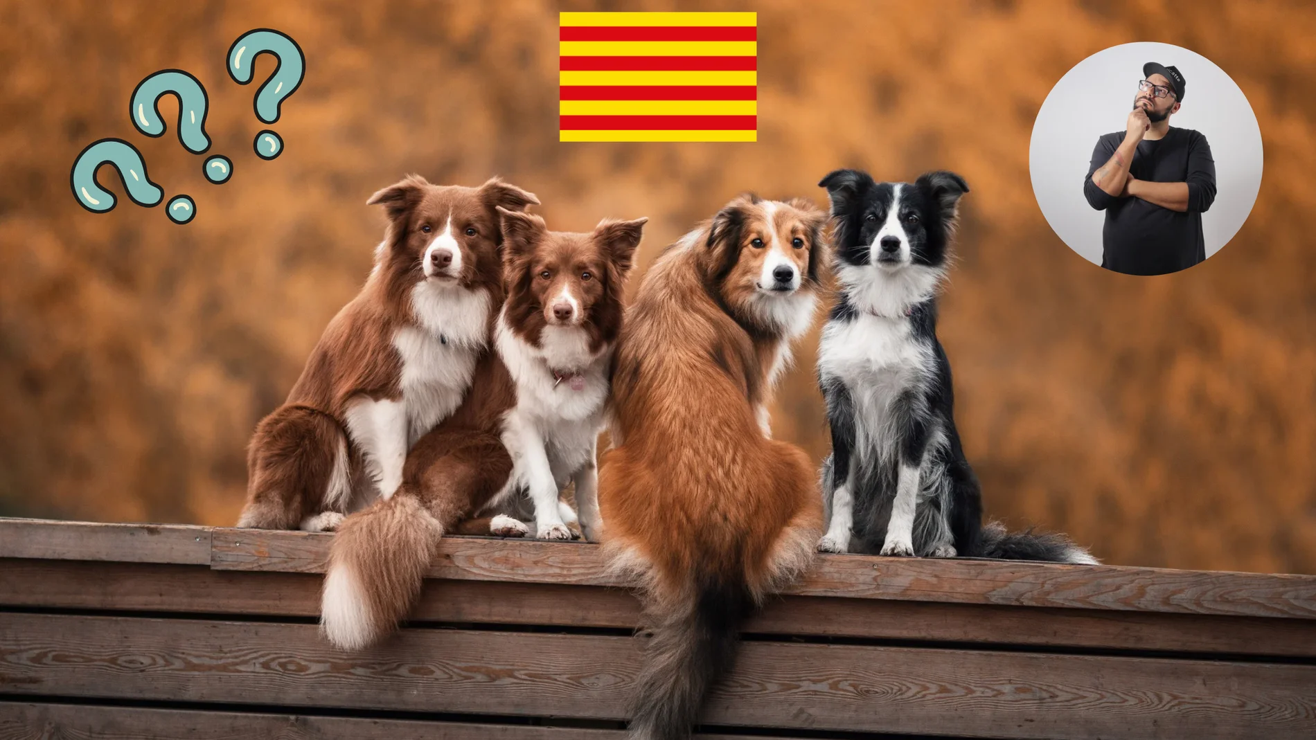 Imagen de archivo sobre unos perros