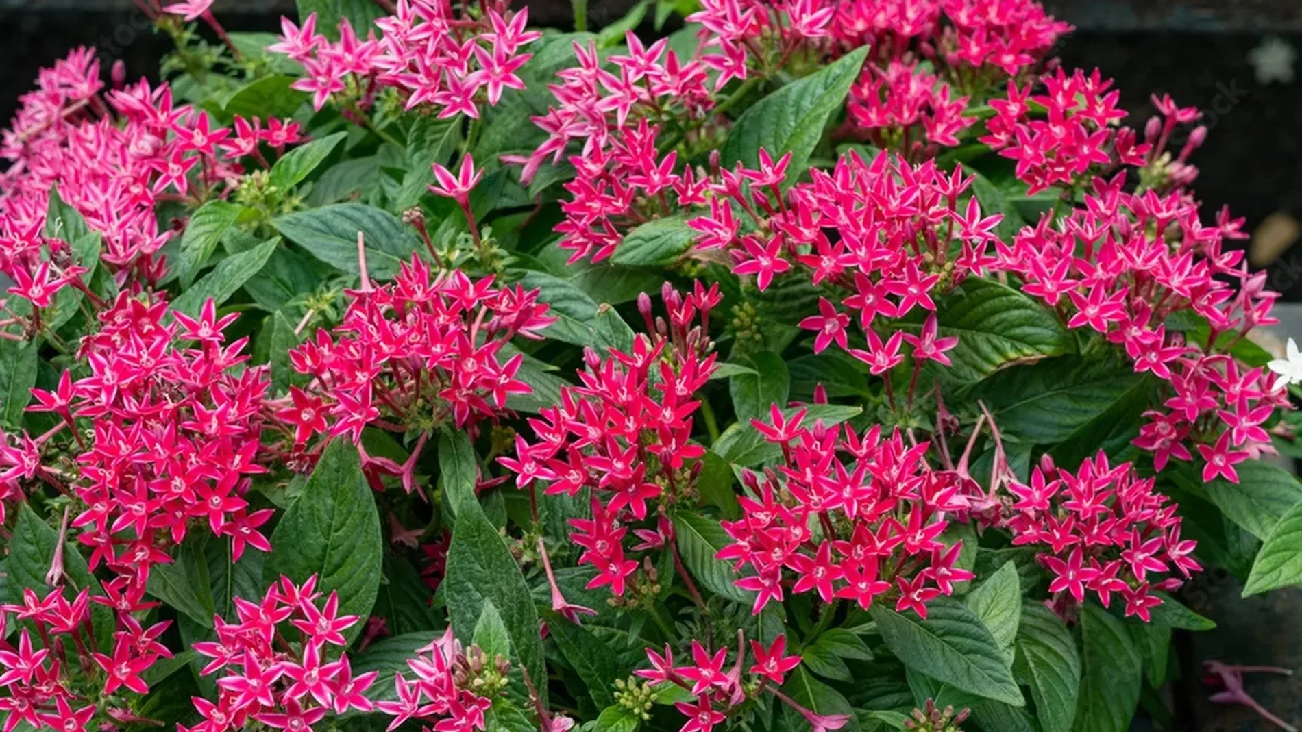 La planta arbusto con flores estrella que más adornará tu jardín esta primavera