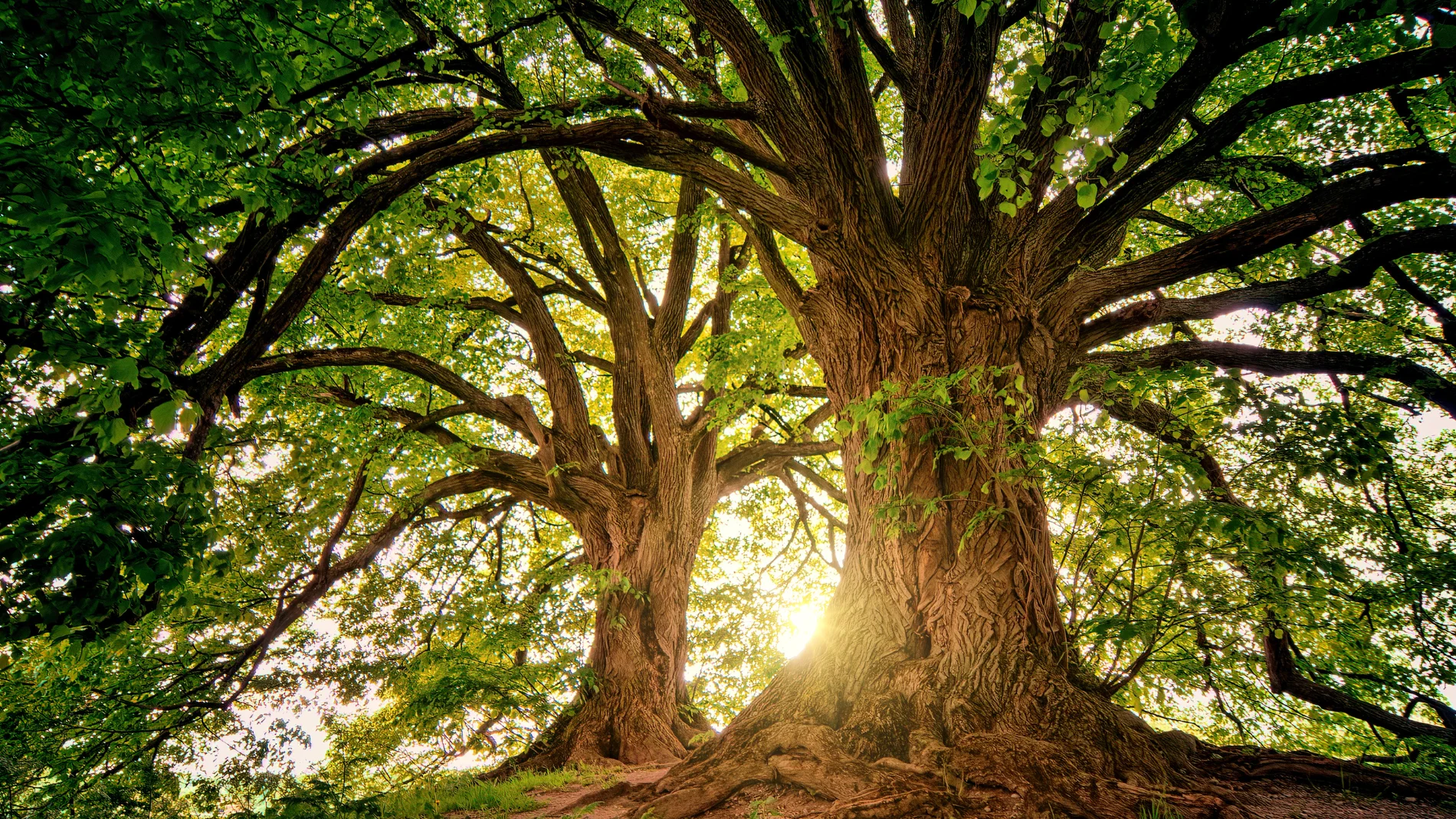 El árbol exclusivo de País Vasco que en el resto de España no se conoce