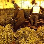 Imagen de archivo de una plantación ilegal de marihuana
