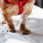 Perro herido