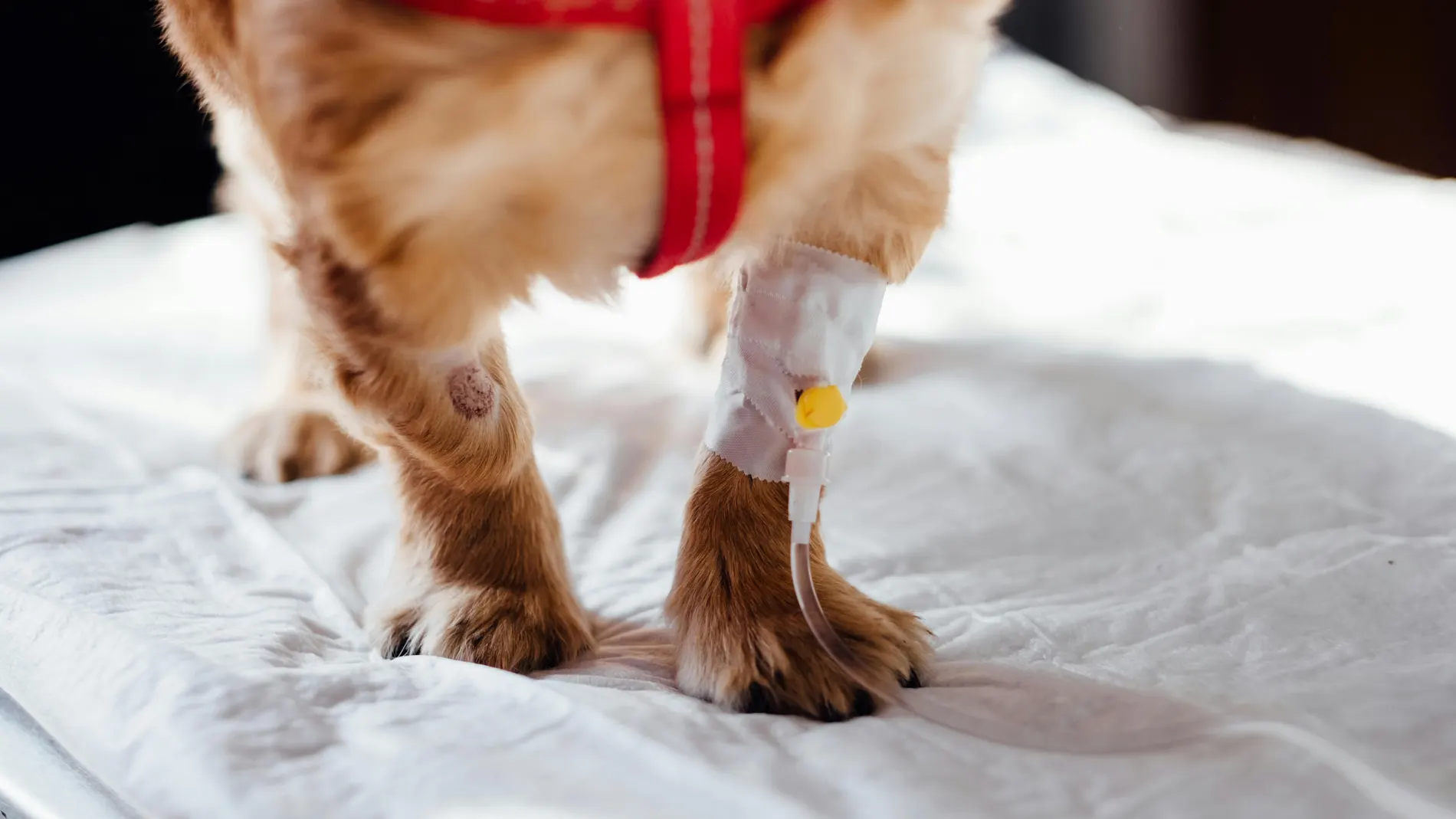 Perro herido