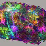 Esta imagen muestra un subconjunto de más de 1,000 de las 120,000 células cerebrales (neuronas + glía) reconstruidas en el proyecto MICrONS. Cada neurona reconstruida tiene un color aleatorio diferente. En esta imagen, las neuronas que brillan están coloreadas.