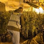 Granada.- Sucesos.- La Guardia Civil desarticula 57 centros de producción de marihuana en la segunda quincena de marzo
