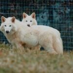 La ciencia revive a tres lobos gigantes extintos hace 13.000 años