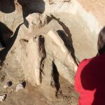 Encuentran los restos de dos colmillos de un mastodonte de la Época Terciaria en Valladolid