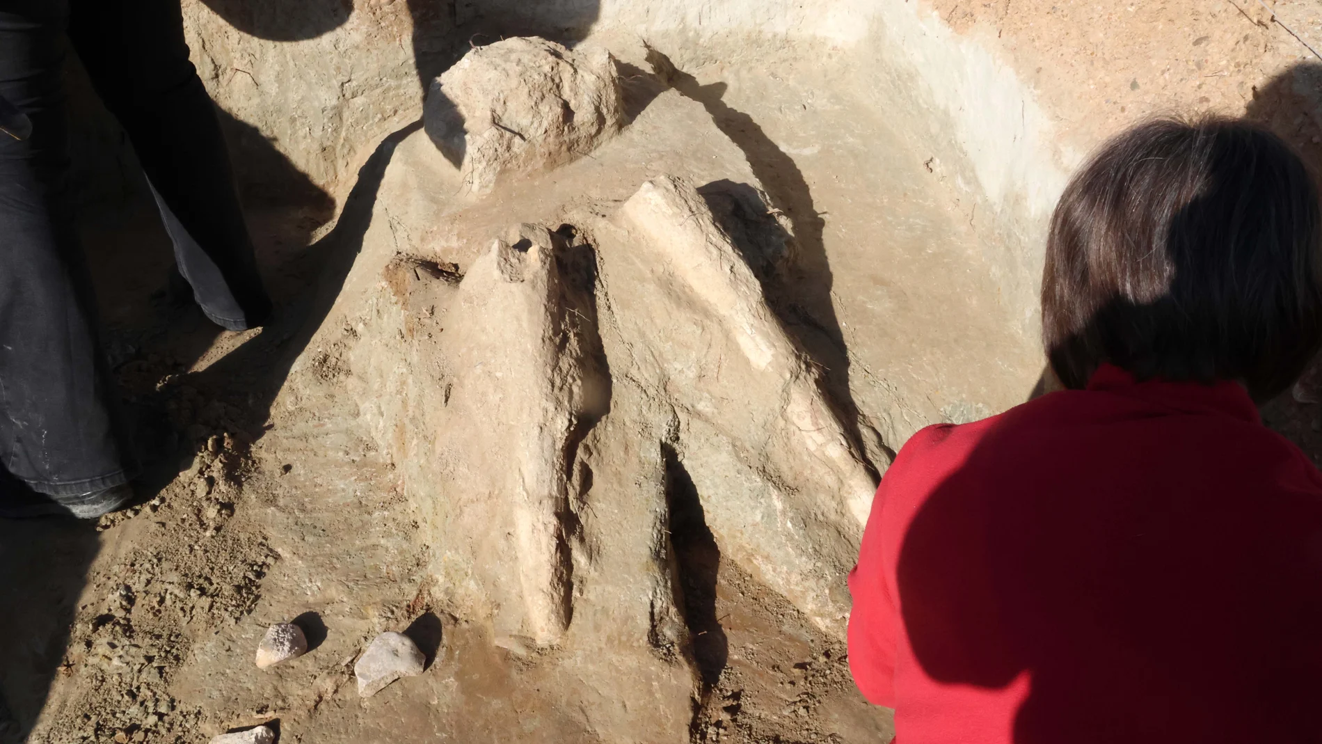 Encuentran los restos de dos colmillos de un mastodonte de la Época Terciaria en Valladolid