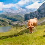 Estas son las nuevas ayudas a los productores asturianos que apuestan por lo autóctono