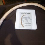 Encuentran una costilla de mamut pleistocénico en Cueva Victoria (Cartagena)