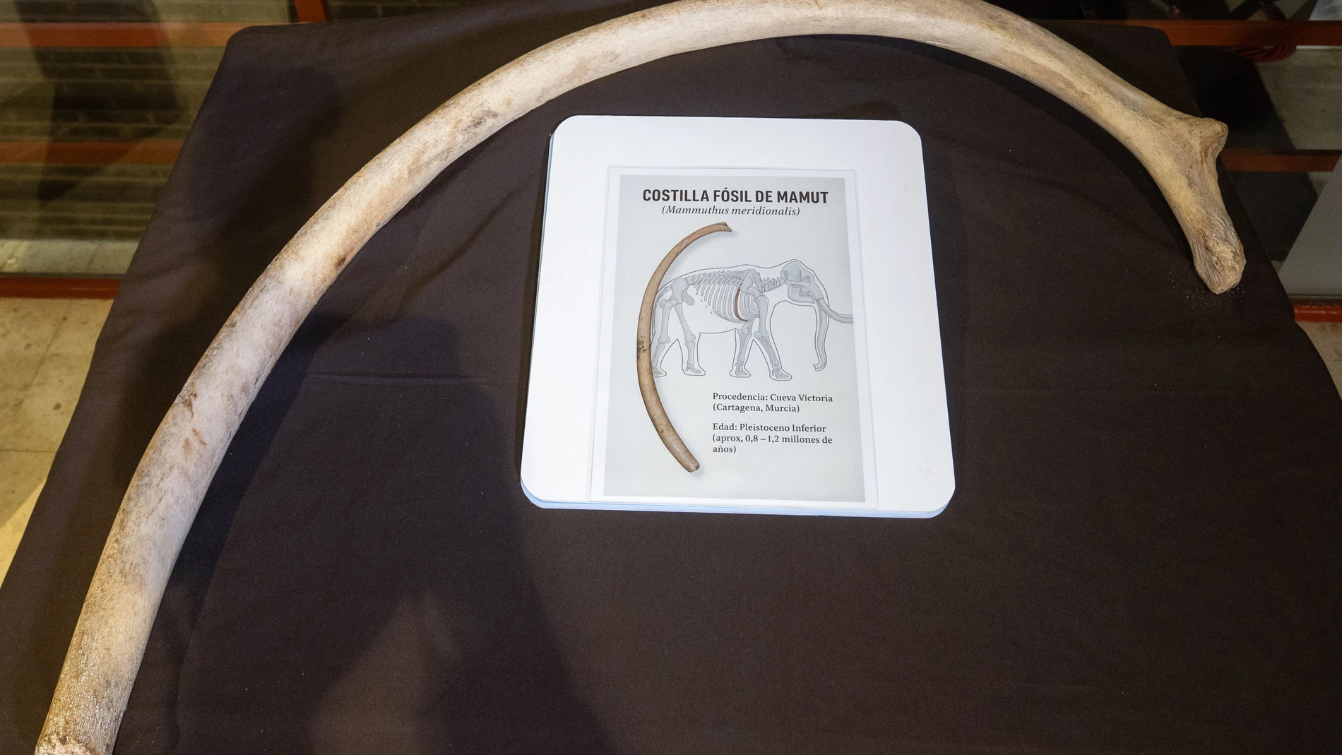 CARTAGENA (MURCIA), 09/04/2025.- Fotografía este miércoles de la costilla de mamut de más de 1,5 metros, hallada en perfecto estado por un particular en Cueva Victoria (Castagena). El Museo Arqueológico de Cartagena recibe una costilla de mamut de más de 1,5 metros, hallada en perfecto estado por un particular en Cueva Victoria, lo que data la presencia de estos grandes mamíferos hace un millón de años y confirma que el entorno contaba con una gran cantidad de vegetación y agua dulce, element...