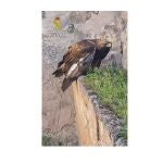 Águila rescatada