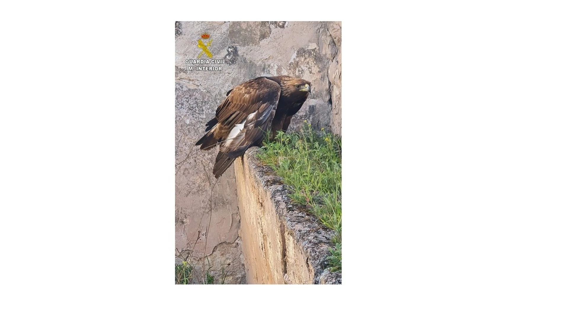 Águila rescatada