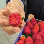 Andrés de la Cruz, empresario de Frusur, sobre las fresas de Huelva: "Esta fresa no es la que hay en todos los supermercados"