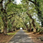 El mejor árbol para plantar cerca de aceras: sus raíces no levantan el suelo y dan sombra en ciudades