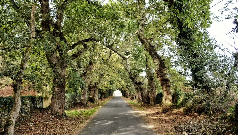 Árboles que dan la entrada al pazo de Torres de Allo