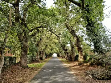 El mejor árbol para plantar cerca de aceras: sus raíces no levantan el suelo y dan sombra en ciudades El mejor árbol para plantar cerca de aceras: sus raíces no levantan el suelo y dan sombra en ciudades