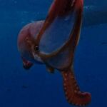 Graban a un pulpo abisal en Canarias, una de las especies más raras del océano