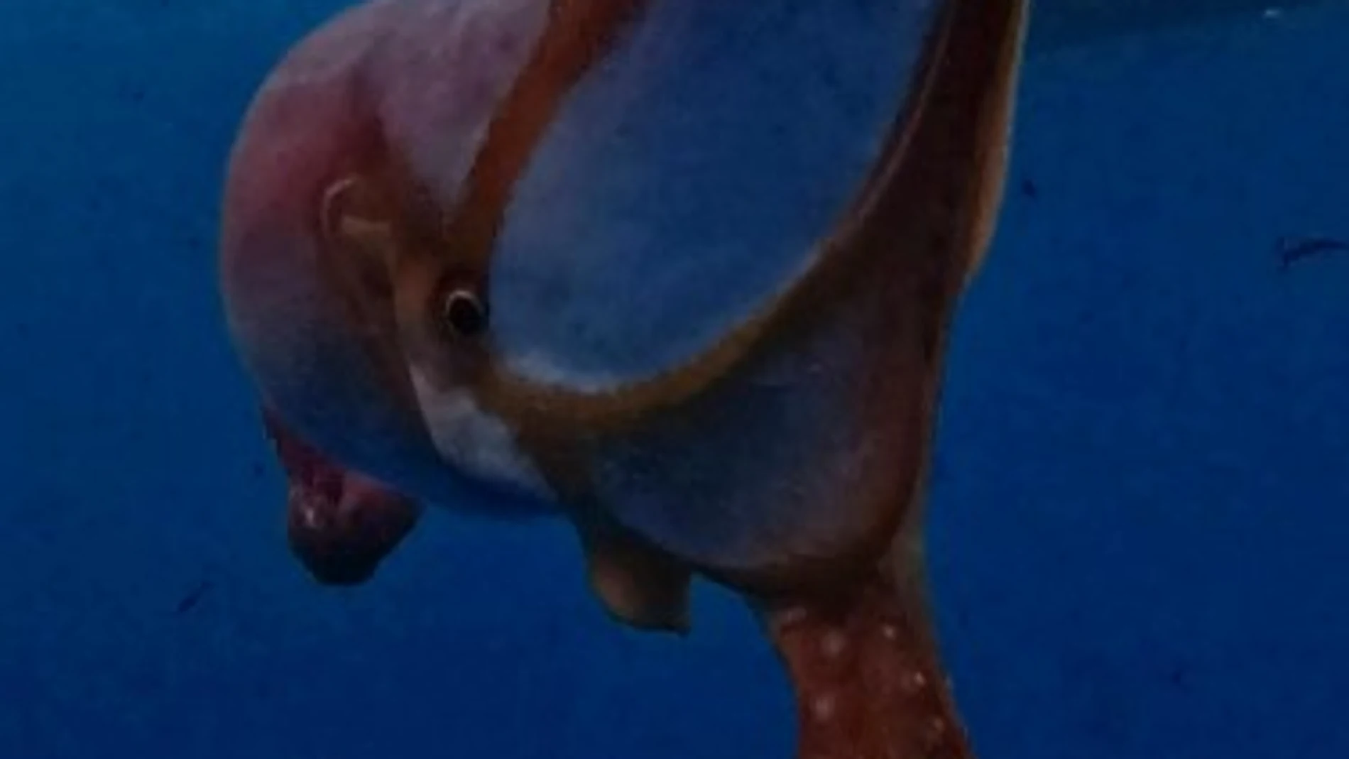 Pulpo abisal
